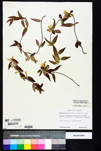 Gelsemium sempervirens image