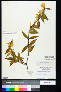 Gelsemium sempervirens image