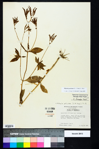 Mitreola petiolata image