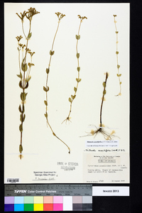 Mitreola sessilifolia image