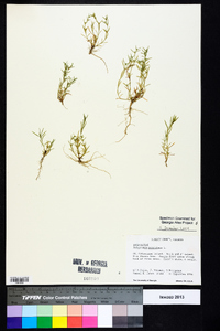 Polypremum procumbens image