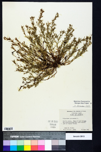 Polypremum procumbens image