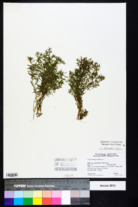 Polypremum procumbens image