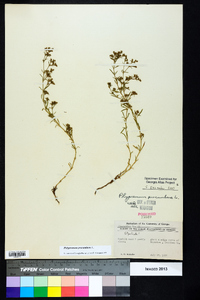 Polypremum procumbens image