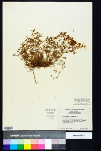 Polypremum procumbens image