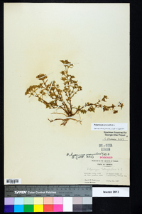 Polypremum procumbens image