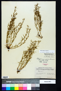 Polypremum procumbens image