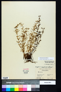 Polypremum procumbens image