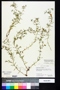 Polypremum procumbens image