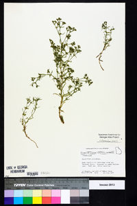 Polypremum procumbens image