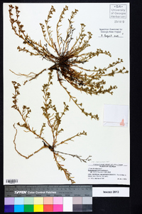 Polypremum procumbens image