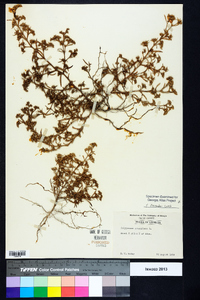 Polypremum procumbens image