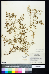 Polypremum procumbens image