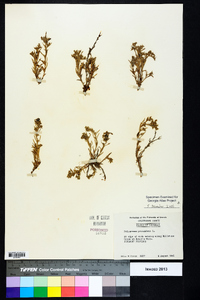 Polypremum procumbens image