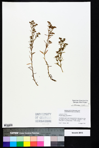 Polypremum procumbens image