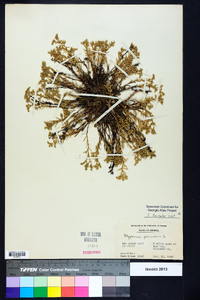 Polypremum procumbens image