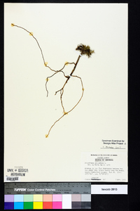 Polypremum procumbens image