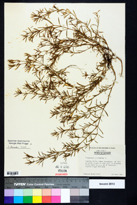 Polypremum procumbens image