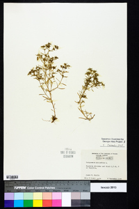 Polypremum procumbens image