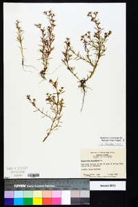 Polypremum procumbens image