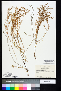 Polypremum procumbens image