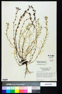 Polypremum procumbens image