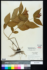 Spigelia marilandica image