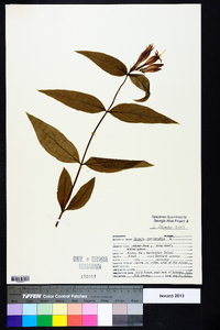 Spigelia marilandica image