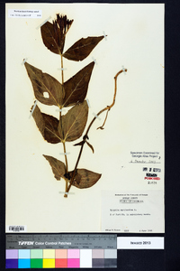 Spigelia marilandica image