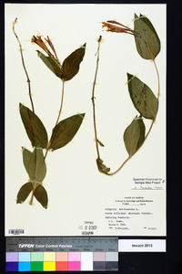 Spigelia marilandica image