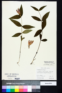 Spigelia marilandica image