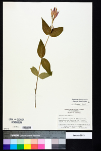 Spigelia marilandica image