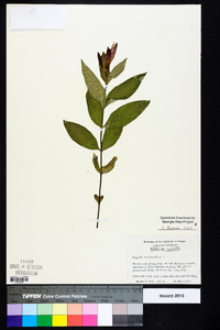 Spigelia marilandica image