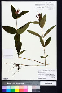 Spigelia marilandica image