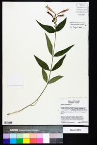 Spigelia marilandica image