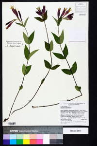 Spigelia marilandica image