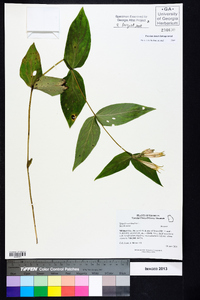 Spigelia marilandica image