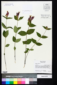 Spigelia marilandica image