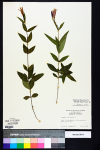 Spigelia marilandica image