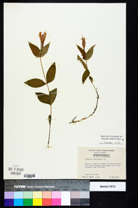 Spigelia marilandica image