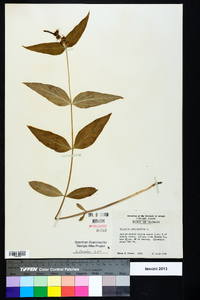 Spigelia marilandica image