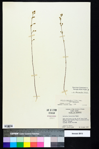 Bartonia paniculata image