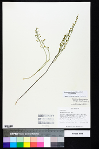 Bartonia paniculata image