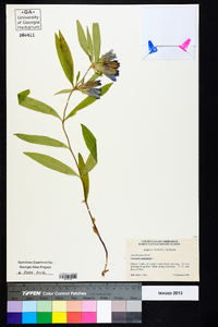 Gentiana saponaria image