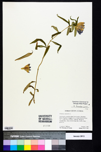 Gentiana saponaria image