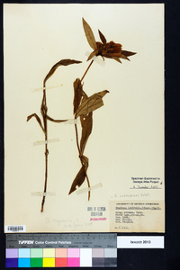 Gentiana saponaria image