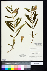 Gentiana saponaria image