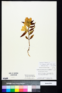 Gentiana saponaria image