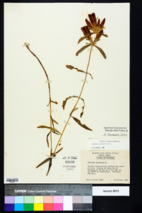 Gentiana saponaria image