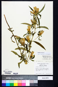 Gentiana saponaria image